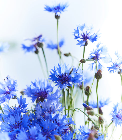 Cornflower Tall Blue